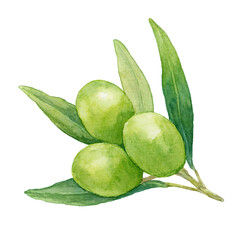 水彩で描いたオリーブのイラスト　グリーンオリーブの実がついた枝