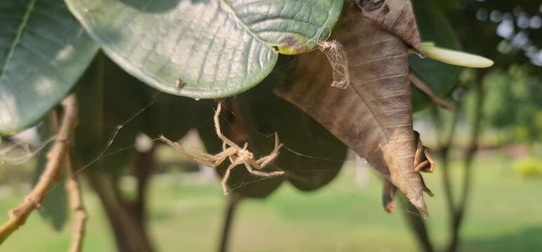 a Dead Spider Hanging and Swaying from a Thin Web Thread in Nature