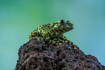 frog on the ground
