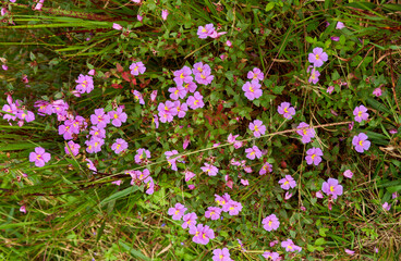Meadow beauty flower patch