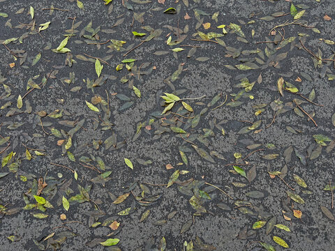 Wet autumn leaves scattered on dark asphalt after rain. Fallen foliage in natural patterns creating a textured seasonal background. Moody autumn atmosphere with shades of green, yellow and brown