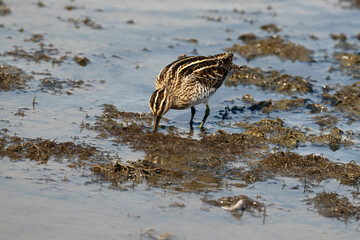 Bécassine des marais,Gallinago gallinago, Common Snipe