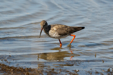 Chevalier gambette,Tringa totanus, Common Redshank