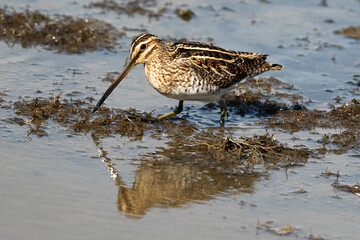 Bécassine des marais,Gallinago gallinago, Common Snipe