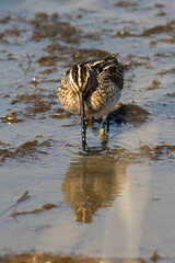 Bécassine des marais,Gallinago gallinago, Common Snipe