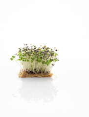 Close up of Mixed Microgreens on White Background