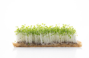 Close up of Broccoli Microgreens on White Background