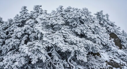 Dense evergreen forest covered in fresh white snow under a cloudy winter sky