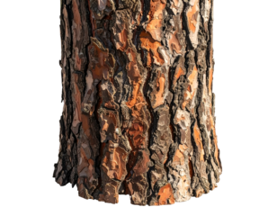 Close-up of a tree trunk. Textured bark with patches of orange and dark brown