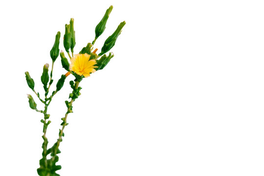 Yellow wildflower (lettuce flower or Sonchus) with green buds, isolated on white