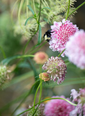Close up of Pink Pincushion Scabiosa Flower with Bumble Bee