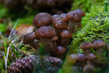 A Closeup Visual of Wild Mushrooms Growing on a Lush Forest Floor with Stunning Details