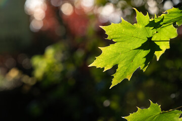 Background of green leaves in nature, with sunlight shining through. Many light reflections can be seen in the background. There is plenty of space for text.