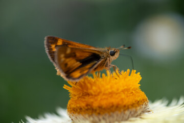 Close up of Small Butterfly on Orange and White Straw Flower