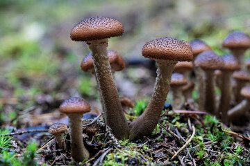 Mushrooms are growing in the lush forest underbrush, showcasing the intricate beauty of nature