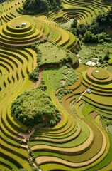 rice field in thailand
