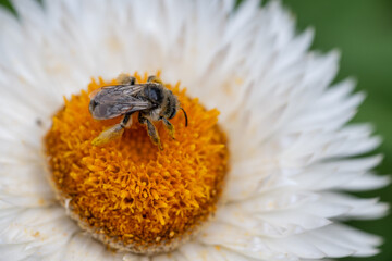 Close up of White and Orange Straw Flower with Pollinator Bee