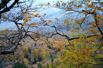 Branches of trees with autumn leaves. The nature of Adygea. The Lagonaki plateau.
