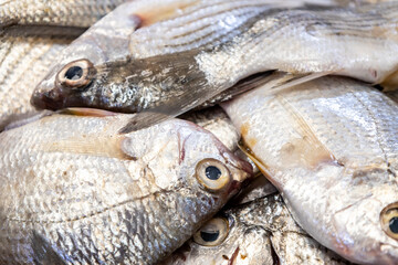 Fresh fish on Market Display. Close-up Seafood Texture.