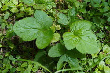 Green leaves plant in the forest