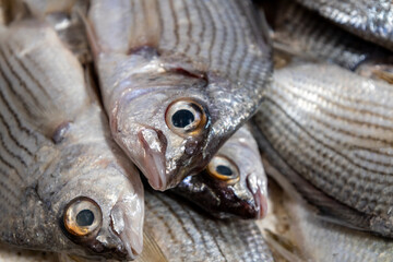 Fresh fish on Market Display. Close-up Seafood Texture.