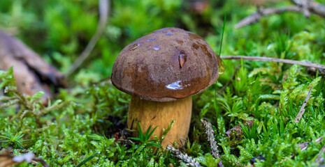 A Beautiful Mushroom Growing in the Lush, Green Underbrush of a Serene and Peaceful Forest Setting