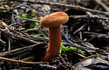 A Beautiful Brown Mushroom is Growing in the Lush Green Forest Surrounded by Nature