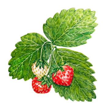 Strawberry with leaves colored pencil drawing. Vibrant plant with ripe strawberries.  Detailed botanical illustration. Close-up summer red fruit. Realistic drawing. Not AI generated.