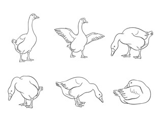 Black and white line art goose illustration set with different poses, minimalist hand-drawn animal collection for educational and decorative designs