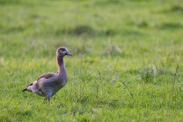 young Egyptian goose with clover in its beak on the left side, Egyptian goose in juvenile plumage in the evening sun, Egyptian goose chick with clover leaf, Alopochen aegyptiaca