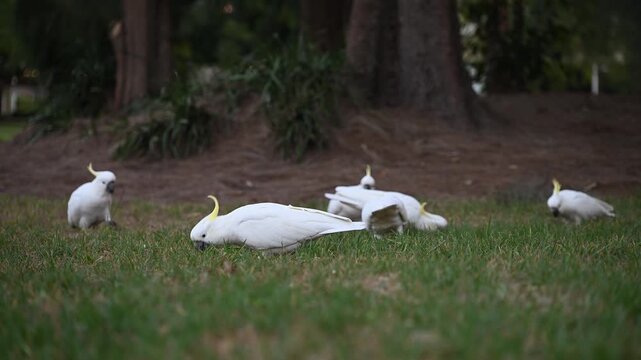 flock of beautiful and exotic sulfur crested cockatoo, Cacatua galerita, native to Australia, sitting and foraging food on a green meadow in a city park of Melbourne, Victoria.