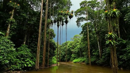 Experience the wild beauty of a lush rainforest river teeming with life and vibrant foliage, perfect for nature documentaries and travel vlogs