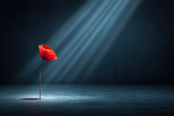 Single red poppy standing alone on a textured surface with light rays shining down during a quiet moment in a dark setting