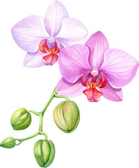 beautiful watercolor illustration featuring multiple orchid stems and blossoms in soft pink, yellow, and lavender hues. clipart, transparent, png, element