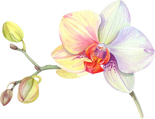 beautiful watercolor illustration featuring multiple orchid stems and blossoms in soft pink, yellow, and lavender hues. clipart, transparent, png, element