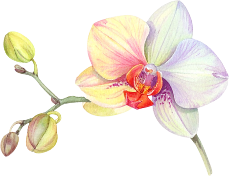 beautiful watercolor illustration featuring multiple orchid stems and blossoms in soft pink, yellow, and lavender hues. clipart, transparent, png, element