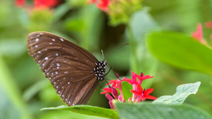 赤い花の蜜を吸うリュウキュウムラサキの美しいチョウ