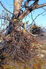 A strange formation on a tree in the form of a ball of branches known as a WITCH'S BROOM in the Lapland tundra on a summer day.