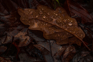Eichenblatt mit Tautropfen im Herbst