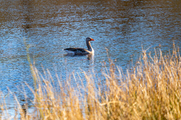 Eine einzelne Graugans schwimmt ruhig im tiefblauen Wasser eines Gewässers. Das Tier mit seinem typisch grau-braunen Gefieder und dem orangefarbenen Schnabel befindet sich in der obere