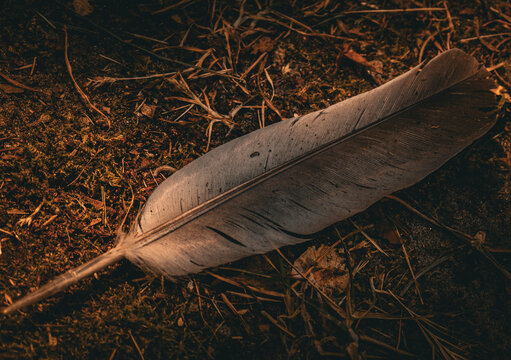 Vogelfeder auf Waldboden