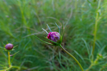 開花を待つコスモスのつぼみのクローズアップ