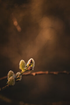 Knospe eines Weidenk&auml;tzchens im Fr&uuml;hling
