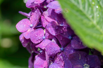 福岡-【千光寺のあじさい】