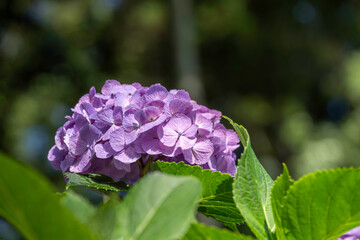 福岡-【千光寺のあじさい】