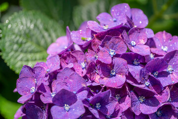 福岡-【千光寺のあじさい】