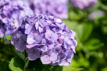 福岡-【千光寺のあじさい】