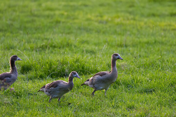 Three young Egyptian geese in the evening sun, Egyptian geese in their juvenile plumage on the meadow, Egyptian goose chicks discover nature, Alopochen aegyptiaca