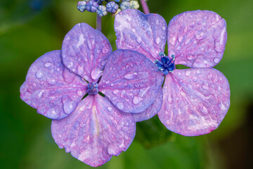 福岡-【千光寺のあじさい】