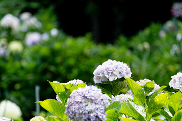 福岡-【千光寺のあじさい】